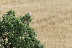 Élanion blanc - Elanus caeruleus - Black-winged Kite<br>Grands Causses
