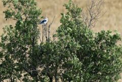 Élanion blanc - Elanus caeruleus - Black-winged Kite<br>Grands Causses