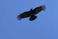 Crave à bec rouge - Pyrrhocorax pyrrhocorax - Red-billed Chough<br>Grands Causses