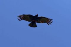 Crave à bec rouge - Pyrrhocorax pyrrhocorax - Red-billed Chough<br>Grands Causses