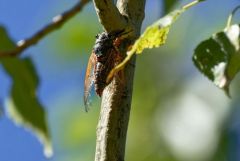 Cigale rouge - Tibicina haematodes<br>Grands Causses