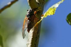 Cigale rouge - Tibicina haematodes<br>Grands Causses