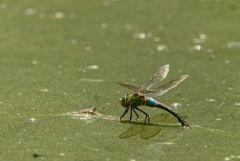 Anax empereur - Anax imperator<br>Grands Causses