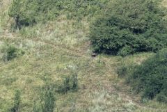 Aigle royal - Aquila chrysaetos - Golden Eagle<br>Grands Causses