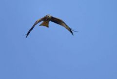 Milan royal - Milvus milvus - Red Kite<br>Grands Causses