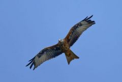Milan royal - Milvus milvus - Red Kite<br>Grands Causses