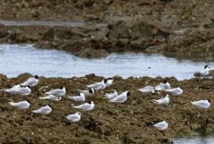Mouette mélanocéphale juvénile- Ichthyaetus melanocephalus - Mediterranean Gull<br>Vendée