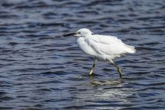 Aigrette garzette - Egretta garzetta - Little Egret<br>Vendée