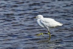 Aigrette garzette - Egretta garzetta - Little Egret<br>Vendée