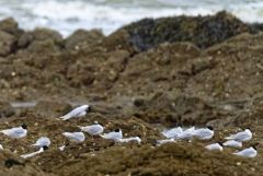 Mouette mélanocéphale - Ichthyaetus melanocephalus - Mediterranean Gull<br>Vendée