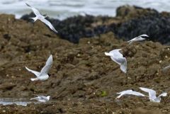 Mouette mélanocéphale juvénile - Ichthyaetus melanocephalus - Mediterranean Gull<br>Vendée
