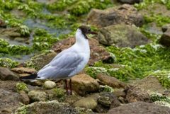 Mouette rieuse - Chroicocephalus ridibundus - Black-headed Gull<br>Vendée