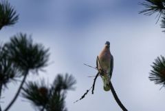 Tourterelle des bois - Streptopelia turtur - European Turtle Dove<br>Vendée
