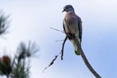 Tourterelle des bois - Streptopelia turtur - European Turtle Dove<br>Vendée