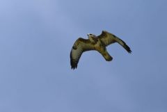 Buse variable juvénile - Buteo buteo - Common Buzzard<br>Région Parisienne