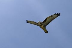 Buse variable  juvénile- Buteo buteo - Common Buzzard<br>Région Parisienne