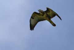 Buse variable  juvénile- Buteo buteo - Common Buzzard<br>Région Parisienne