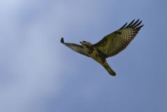 Buse variable  juvénile- Buteo buteo - Common Buzzard<br>Région Parisienne