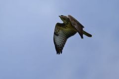 Buse variable  juvénile- Buteo buteo - Common Buzzard<br>Région Parisienne
