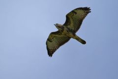 Buse variable  juvénile- Buteo buteo - Common Buzzard<br>Région Parisienne