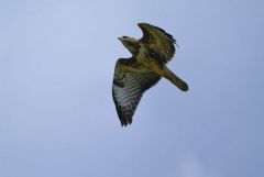 Buse variable  juvénile- Buteo buteo - Common Buzzard<br>Région Parisienne
