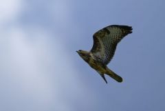 Buse variable  juvénile- Buteo buteo - Common Buzzard<br>Région Parisienne