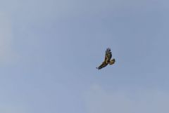 Buse variable - Buteo buteo - Common Buzzard<br>Région Parisienne