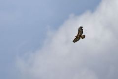 Buse variable - Buteo buteo - Common Buzzard<br>Région Parisienne