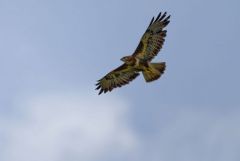 Buse variable - Buteo buteo - Common Buzzard<br>Région Parisienne