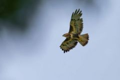 Buse variable - Buteo buteo - Common Buzzard<br>Région Parisienne