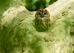 Chouette hulotte - Strix aluco - Tawny Owl<br>Région parisienne