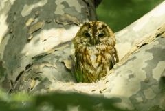 Chouette hulotte - Strix aluco - Tawny Owl<br>Région parisienne