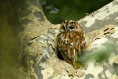 Chouette hulotte - Strix aluco - Tawny Owl<br>Région parisienne
