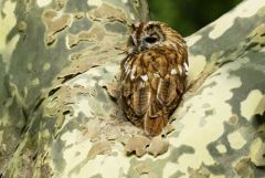 Chouette hulotte - Strix aluco - Tawny Owl<br>Région parisienne