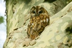 Chouette hulotte - Strix aluco - Tawny Owl<br>Région parisienne