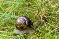 Petit gris - Cornu aspersum<br>Région parisienne
