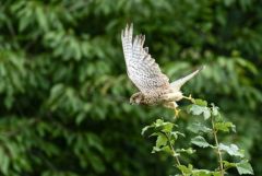 Faucon crécerelle juvénile - Falco tinnunculus - Common Kestrel<br>Région Parisienne