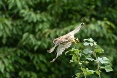 Faucon crécerelle juvénile - Falco tinnunculus - Common Kestrel<br>Région Parisienne