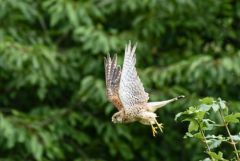 Faucon crécerelle juvénile - Falco tinnunculus - Common Kestrel<br>Région Parisienne
