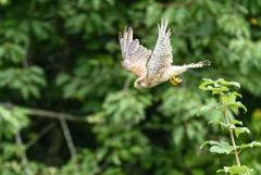 Faucon crécerelle juvénile - Falco tinnunculus - Common Kestrel<br>Région Parisienne