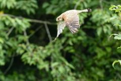 Faucon crécerelle juvénile - Falco tinnunculus - Common Kestrel<br>Région Parisienne