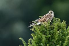 Faucon crécerelle juvénile - Falco tinnunculus - Common Kestrel<br>Région Parisienne