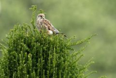 Faucon crécerelle juvénile - Falco tinnunculus - Common Kestrel<br>Région Parisienne