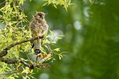 Faucon crécerelle juvénile - Falco tinnunculus - Common Kestrel<br>Région Parisienne