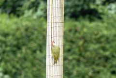 Pic vert ♂ - Picus viridis - European Green Woodpecker<br>Région parisienne
