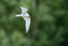 Sterne pierregarin - Sterna hirundo - Common Tern<br>Région parisienne