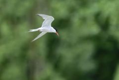 Sterne pierregarin - Sterna hirundo - Common Tern<br>Région parisienne