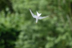 Sterne pierregarin - Sterna hirundo - Common Tern<br>Région parisienne