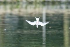 Sterne pierregarin - Sterna hirundo - Common Tern<br>Région parisienne