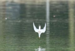 Sterne pierregarin - Sterna hirundo - Common Tern<br>Région parisienne